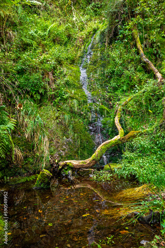 Madeira typical walking and hiking patch. Levada do Furado  one the most popular Levada tours on Madeira Island. From Ribeiro Frio to Portela. Portugal.  