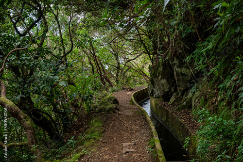 Madeira typical walking and hiking patch. Levada do Furado, one the most popular Levada tours on Madeira Island. From Ribeiro Frio to Portela. Portugal. 