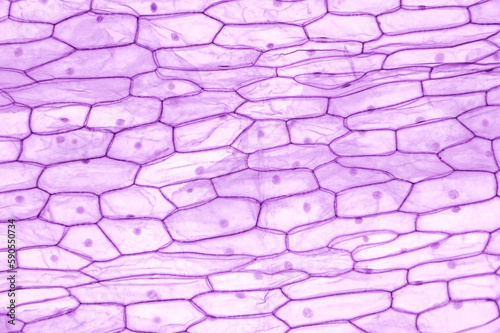 Onion epidermis, whole mount, 20X light micrograph. Large epidermal cells of Allium cepa. Single layer, each cell with wall, membrane, cytoplasm, nucleus and large vacuole, under light microscope. photo