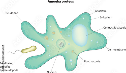 amoeba proteus diagram