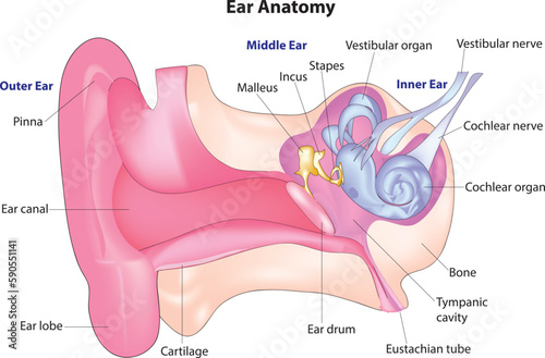ear anatomy photo