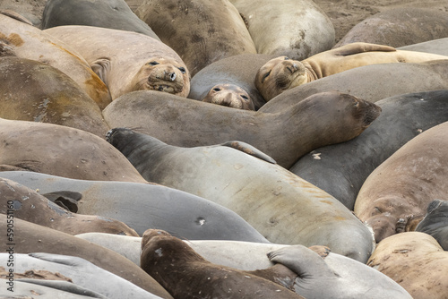 Elephant seal group