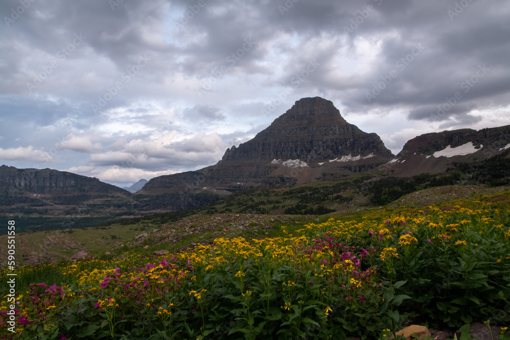 Flower field in front of mountain during sunset