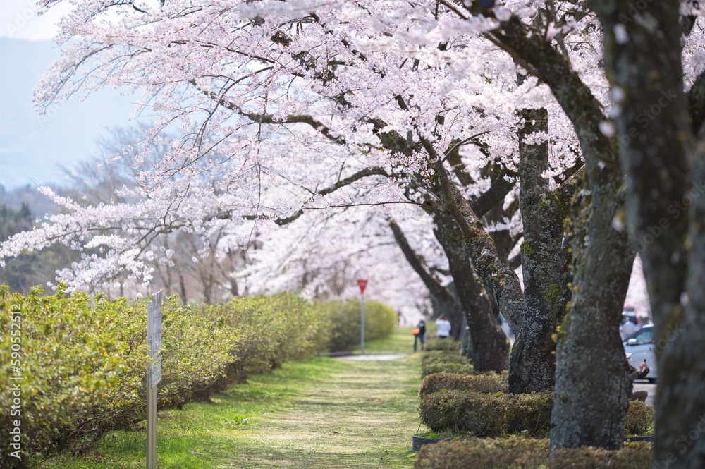 Fototapeta premium A row of beautiful pink cherry blossom trees blooming extravagantly at Spring season in Japan in the sunny blue sky