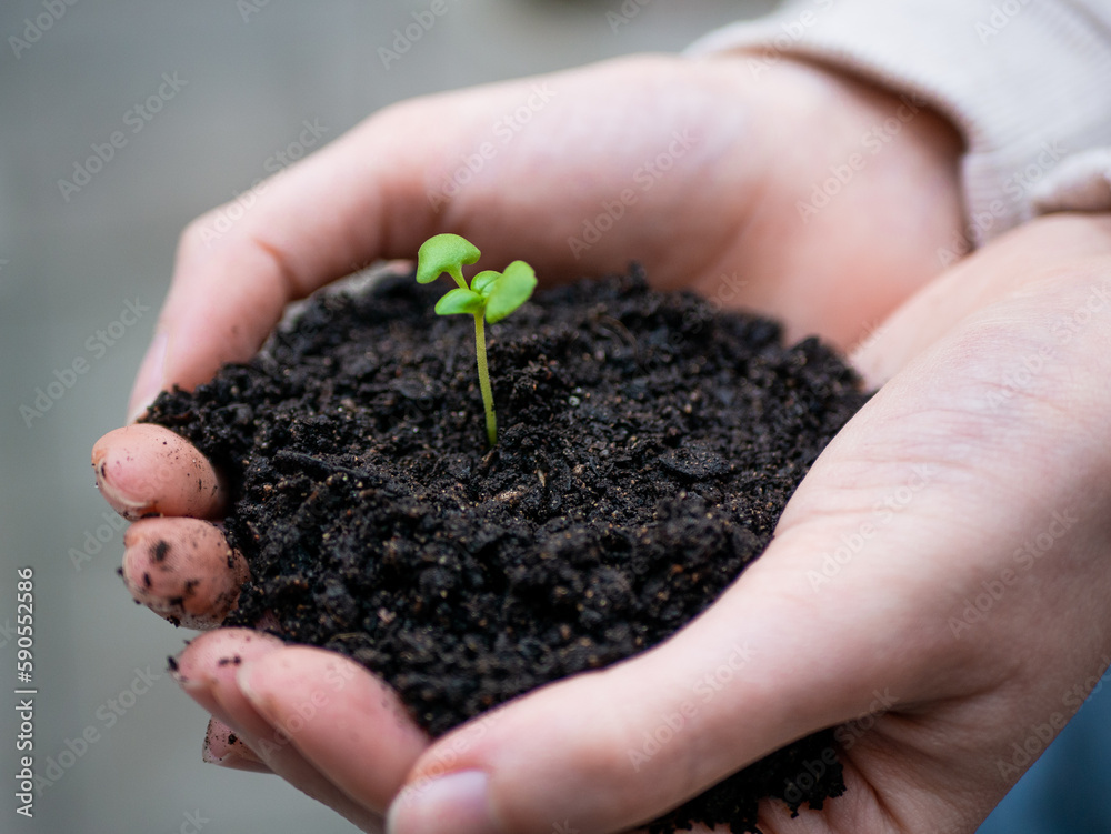 manos con tierra y una planta germinando manos con tierra y una planta germinando