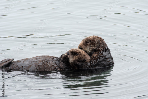 Sea otter hug