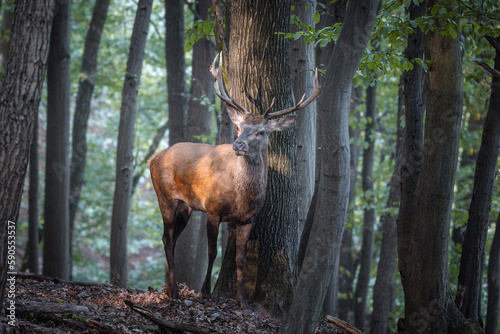 Red deer (Cervus elaphus) in autumn colours. © Vlasto Opatovsky