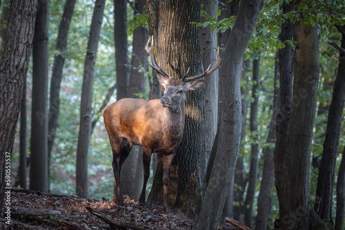 Red deer  Cervus elaphus  in autumn colours.