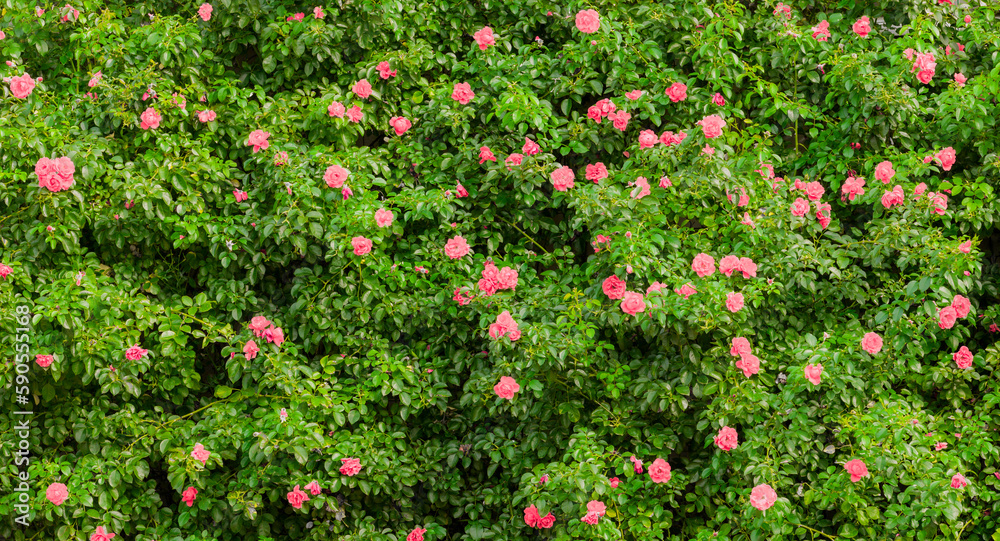 Blühender Rosenbusch mit Rosaroten rosen