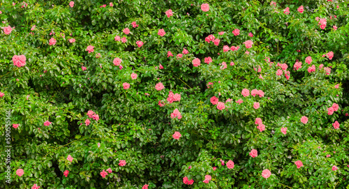 Blühender Rosenbusch mit Rosaroten rosen