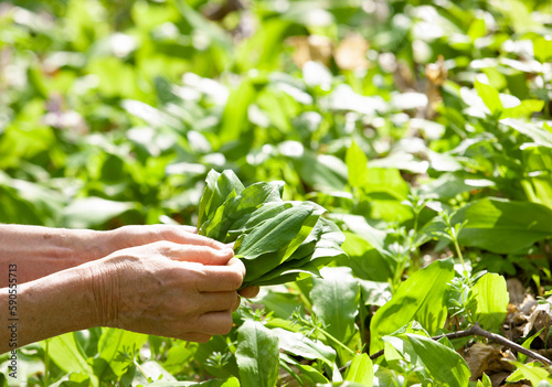 Bärlauch sammeln im Wald