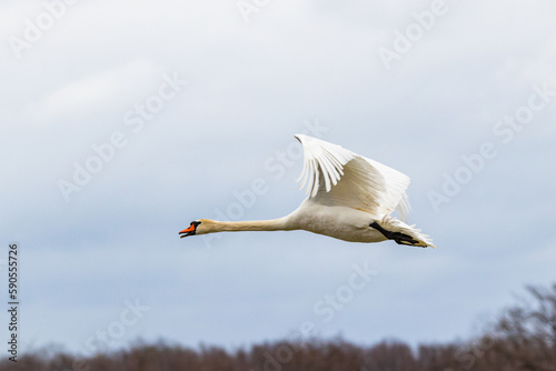 Schwan photo