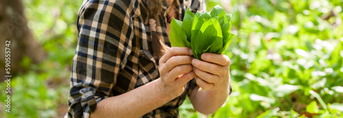 Bärlauch sammeln im Wald