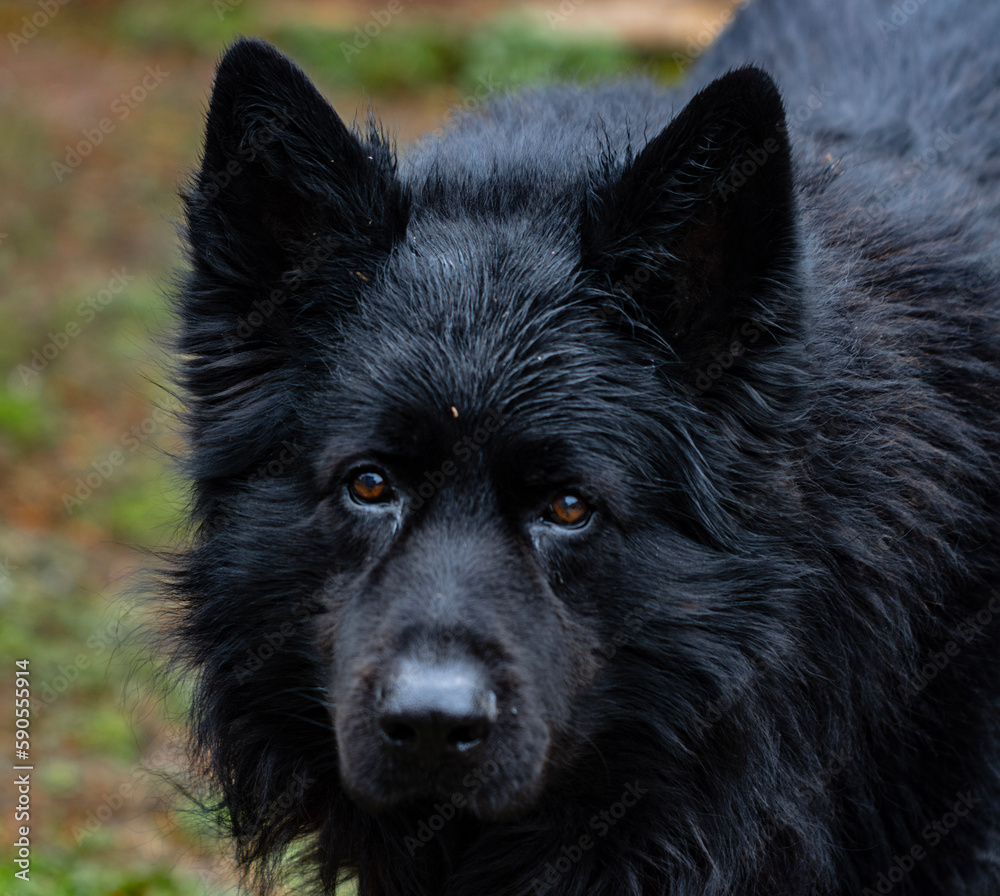 Rock is more than just a German Shepherd, he is a loyal companion and a faithful friend and his regal posture and proud gaze command attention, showcasing the strength and grace that embody the breed. Rock is more than just a German Shepherd, he is a loyal companion and a faithful friend and his regal posture and proud gaze command attention, showcasing the strength and grace that embody the breed.