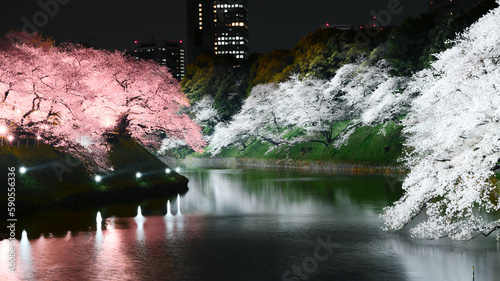 Japan beautiful cherry blossom