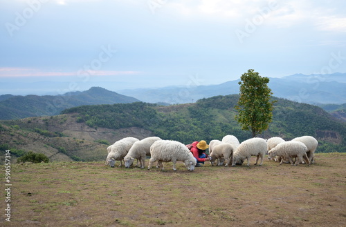 A female tourist in a red down coat and yellow hat sits in the middle of a herd of sheep using digital camera to capture close-up of the sheep. Cute fluffy Corriedale sheep stand foraging on a farm.
 photo