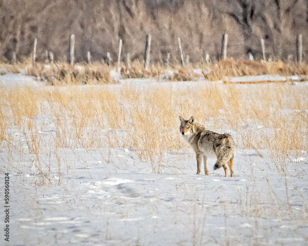 Coyote standing in snow covered field in Grand Teton National Park