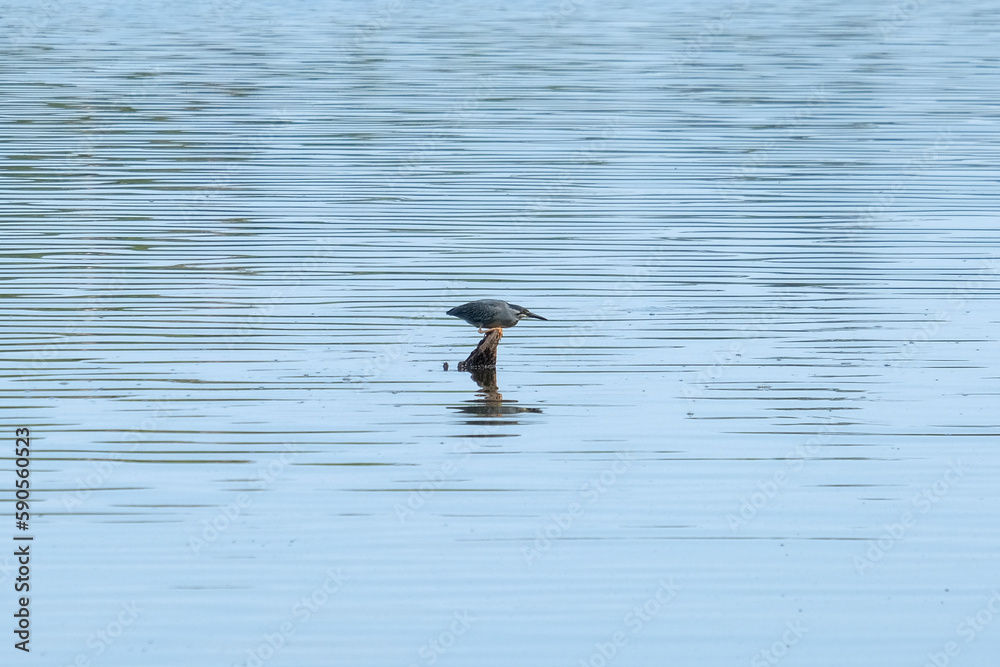 Ardeidae bird preying hunt on the water lake at Sandoval Lake. Heron bird looking at its hunt at water. Bird at hunting position. Goal driven metaphoric photography. Selective focus of bird. Ardeidae bird preying hunt on the water lake at Sandoval Lake. Heron bird looking at its hunt at water. Bird at hunting position. Goal driven metaphoric photography. Selective focus of bird.
