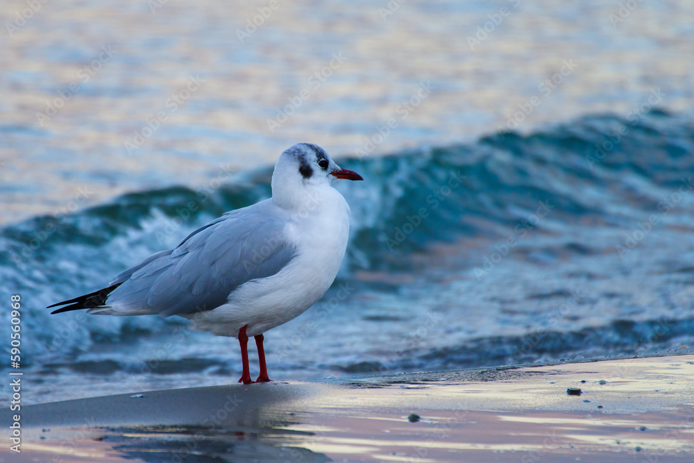 close-up of sea gull sitting on the beach with Baltic Sea in background close-up of sea gull sitting on the beach with Baltic Sea in background