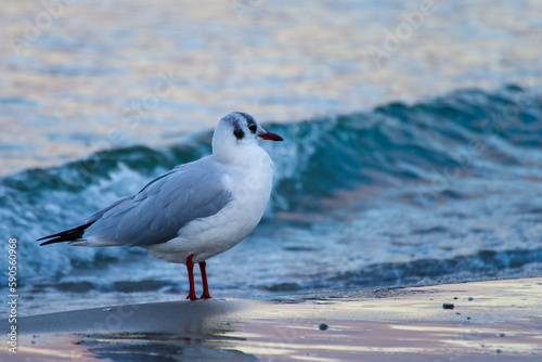 close-up of sea gull sitting on the beach with Baltic Sea in background
