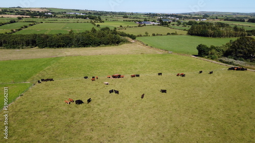 Cows on a meadow on a sunny summer day. Green farm fields at noon. Agricultural landscape, top view, green grass field.