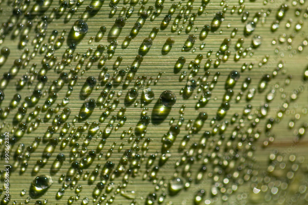 macro photography of water drops with great blur, selective focus, green leaves, light refraction, sunlight, magnifying glass effect, abstract, blur