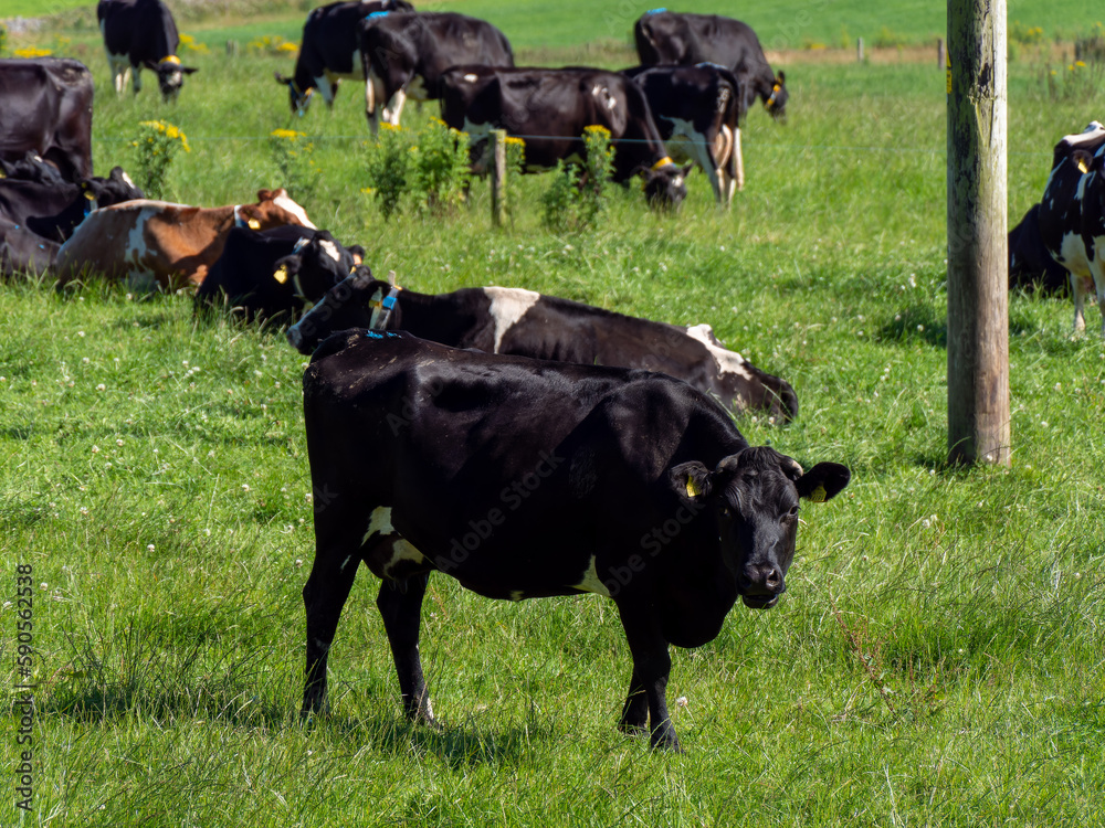 A cow eats grass in a field. Irish farm. Agricultural landscape. Cattle in the meadow, cow on grass field. A cow eats grass in a field. Irish farm. Agricultural landscape. Cattle in the meadow, cow on grass field.