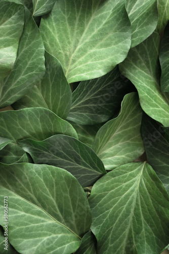 Full frame of green leaves. Vertical background on the theme of health ecology nature