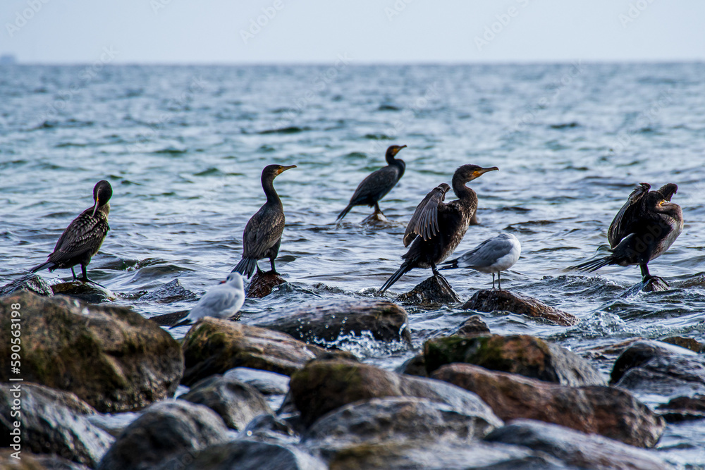 cormorants sitting on stones in the Baltic Sea cormorants sitting on stones in the Baltic Sea