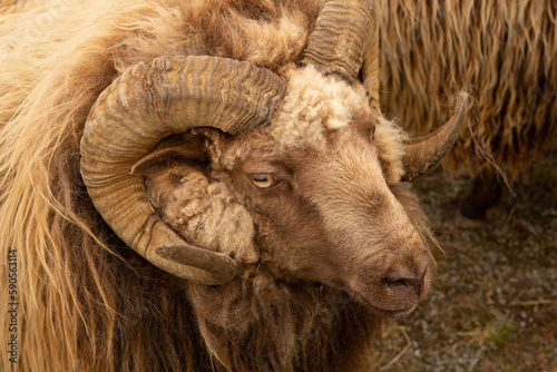 Icelandic big horn ram sheep detailed close up