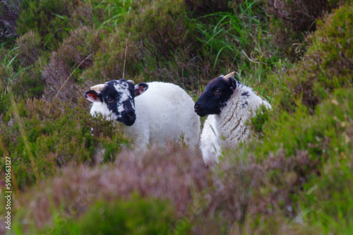 portrait of two mayo connemara blackface sheep. lambs lying in the grass with selective focus