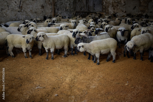 view of a herd of sheep in a stable