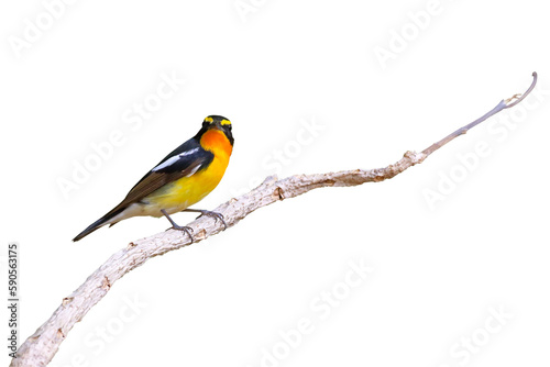 Beautiful narcissus flycatcher bird perched on a branch isolated on transparent background png file © Passakorn