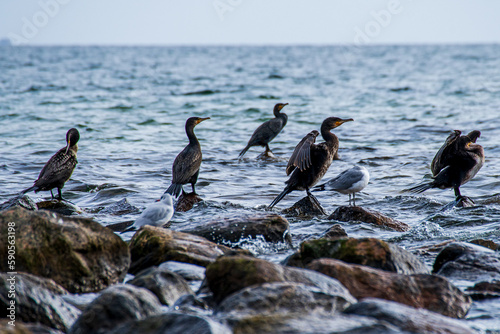 cormorants sitting on stones in the Baltic Sea