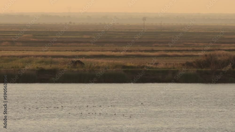 Nature landscape - school of birds flies over the river near a field at dusk Nature landscape - school of birds flies over the river near a field at dusk