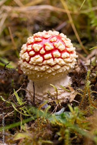 Amanita Muscaria mushroom sprouting from forest floor, Iceland