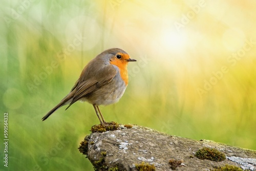 Robin bird pearching on stone within springtime photo