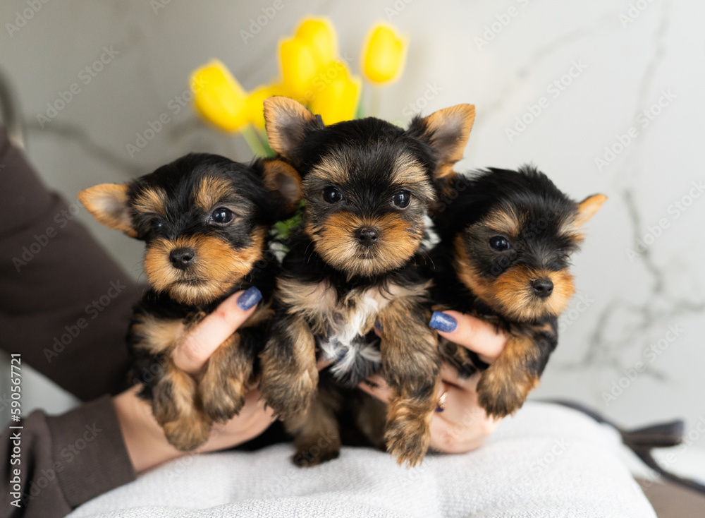 Three cute Yorkshire Terrier Puppy sitting
in the hands of a caucasian girl. Cute domestic Pet. Looking at the camera Three cute Yorkshire Terrier Puppy sitting
in the hands of a caucasian girl. Cute domestic Pet. Looking at the camera