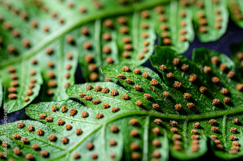 Foto de Sorus cluster on the underside of a fern leaf. Macro
