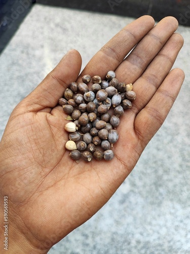 Vaijayanti beads in hand. Job’s tears is a holy, medicinal grass plant. Vedas mention It was triumphant victory or Garland of victory with beads in the neck Ornaments, worshipping