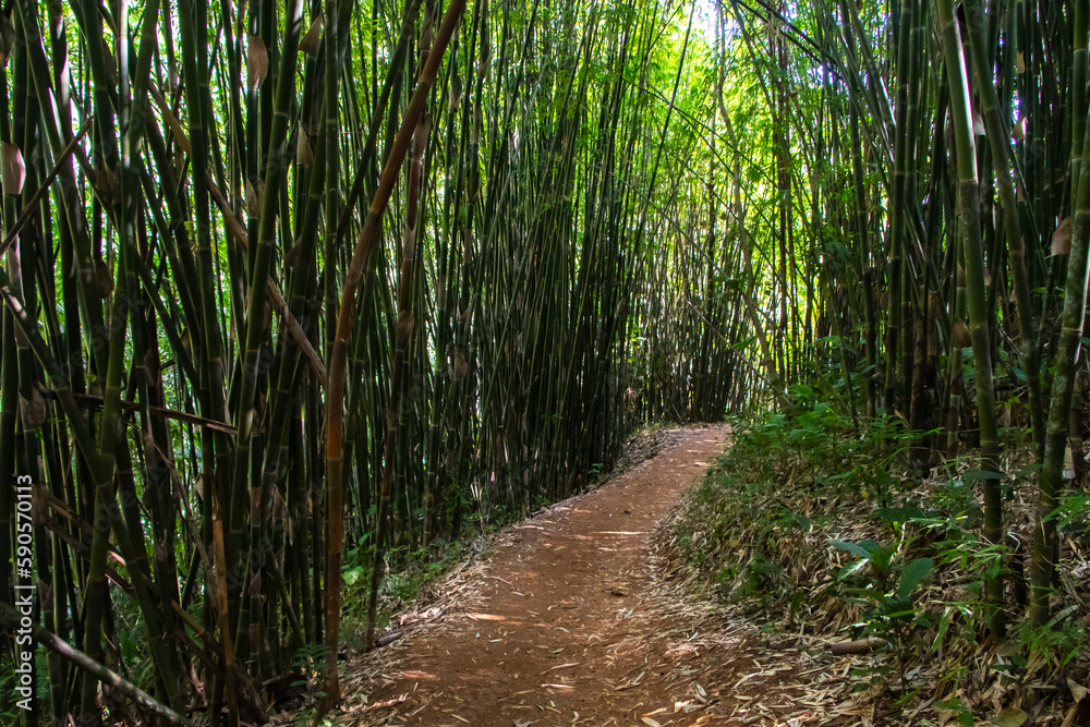 Path through bamboo forest, Thailand Path through bamboo forest, Thailand