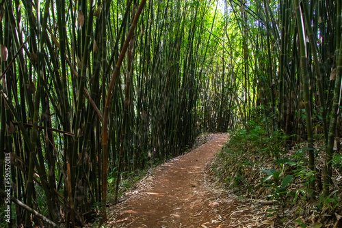 Path through bamboo forest, Thailand