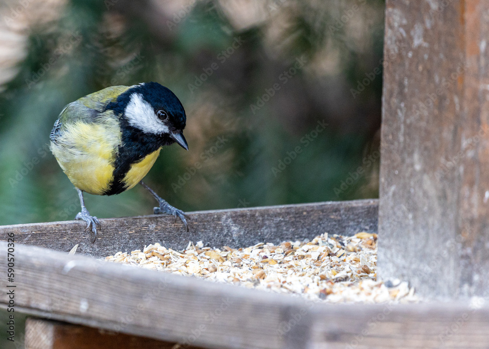 Fototapeta premium Great Tit (Parus major) Spotted Outdoors in Dublin, Ireland