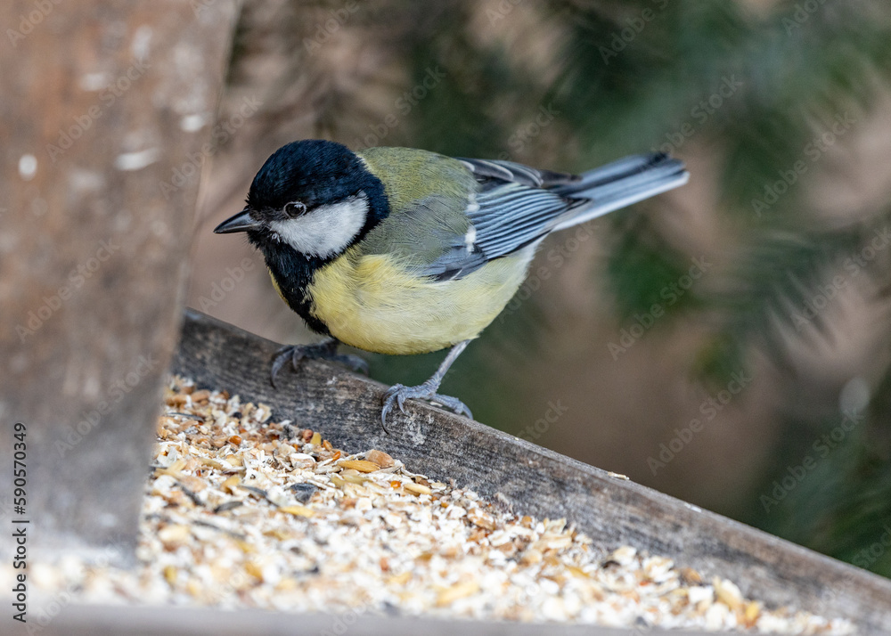 Obraz premium Great Tit (Parus major) Spotted Outdoors in Dublin, Ireland