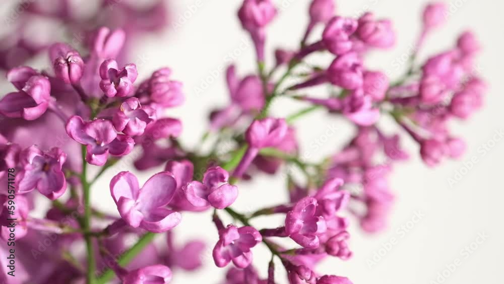 Branches of flowering blossoming lilac under rain. Blooming flowers Syringa vulgaris. Raindrops on lilac petals. Floral background. Raining close up, selective focus Branches of flowering blossoming lilac under rain. Blooming flowers Syringa vulgaris. Raindrops on lilac petals. Floral background. Raining close up, selective focus