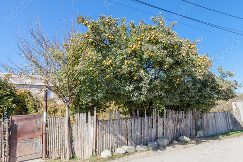lemon tree in village, Georgia, Nikozi, South Ossetia