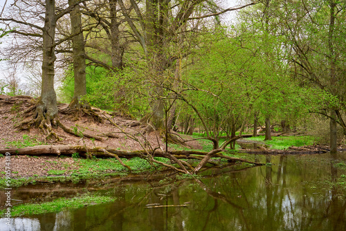 Hainberg, a nature reserve in spring season in Nuremberg, Germany photo