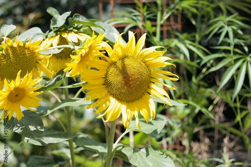 Botanischergarten Zürich