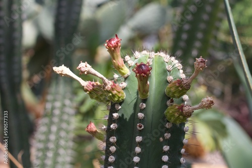 Botanischergarten Zürich