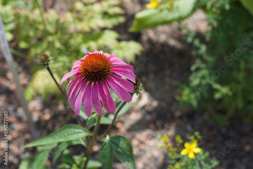 Botanischergarten Zürich